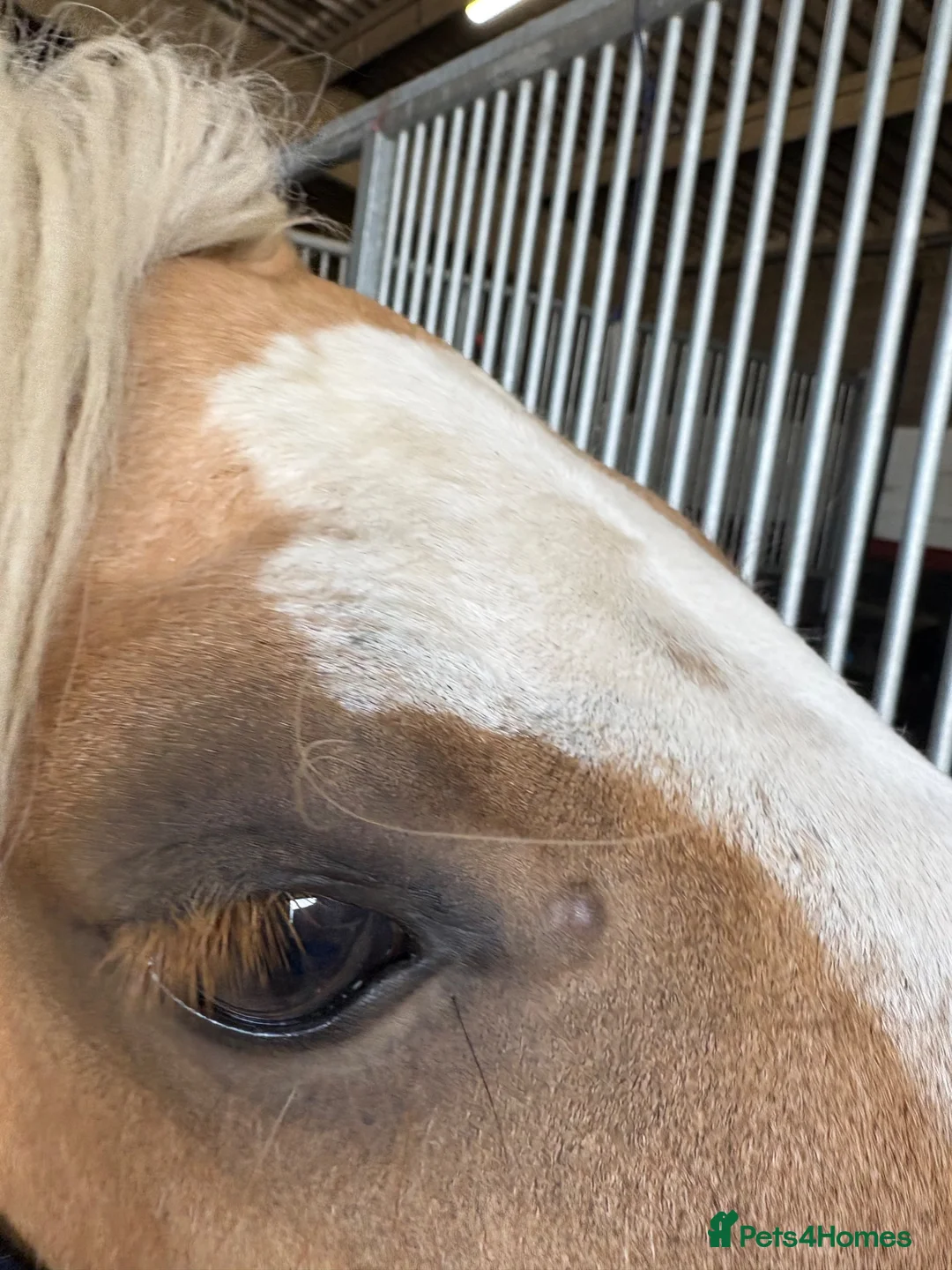 Welsh Section D horses for sale: Welsh d filly  in Stockton-on-Tees - Advert 6