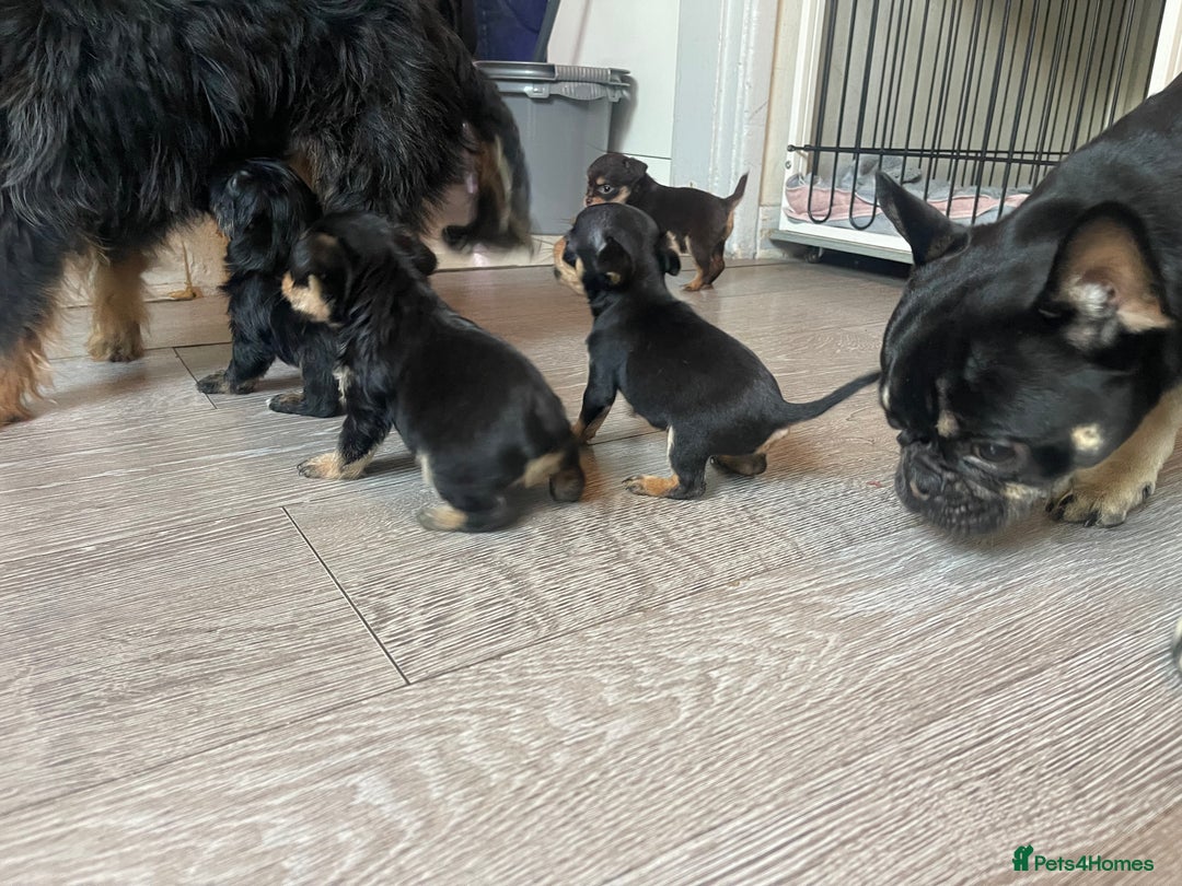 Mixed Breed dogs for sale: Jackapoo/French bulldog  - Advert 13