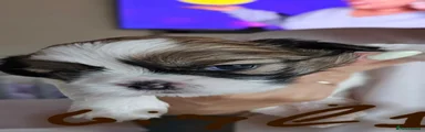 Shih Tzu 4