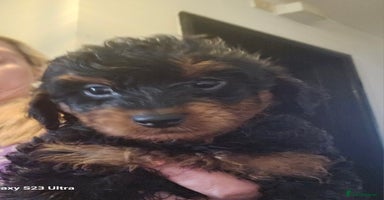 Doxiepoo dogs - Advert 4