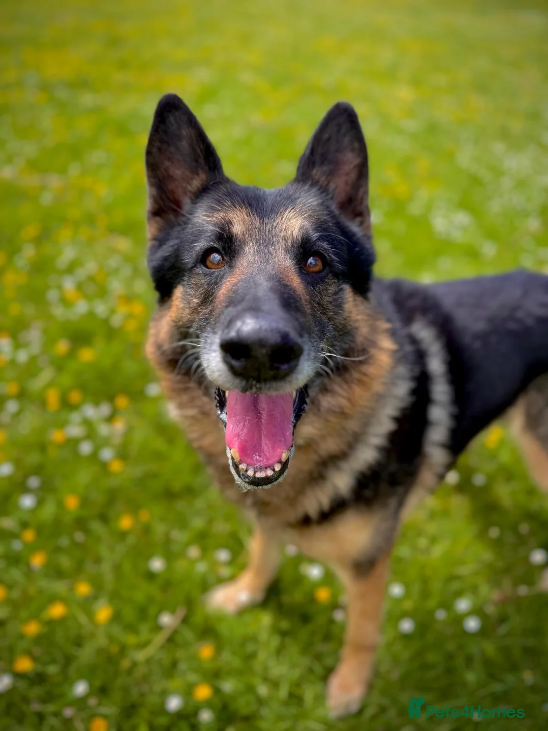 German Shepherd dogs for adoption: Kaiser - German Shepherd in Weston-super-Mare - Advert 1