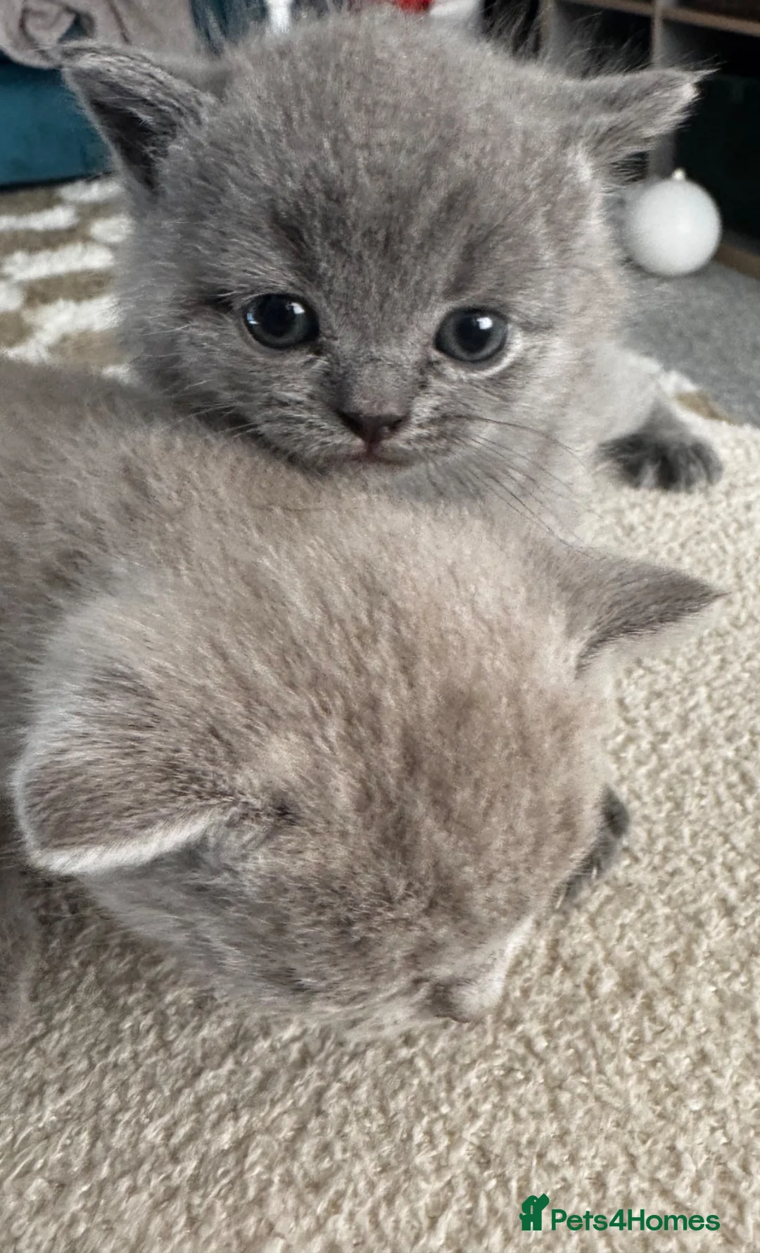 British Shorthair cats for sale: **last kitten left** British shorthair kittens  - Advert 1