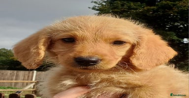 Labradoodle dogs - Advert 4