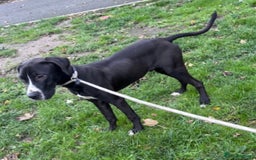 Great Dane dogs for sale: Great Dane puppy  - Image 7