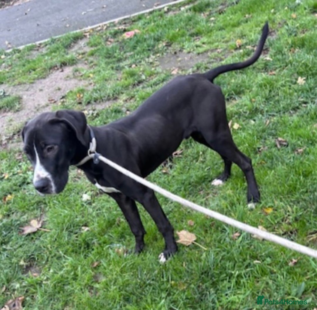 Great Dane dogs for sale: Great Dane puppy  - Image 7