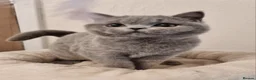 British Shorthair cats for sale: Stunning British Shorthair & Longhair Kittens  - Advert 15