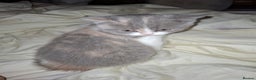 British Shorthair cats for sale: Beautiful British Shorthair Kittens.  - Advert 7