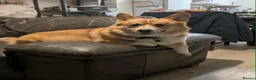 Welsh Corgi Pembroke dogs for stud: Welsh Pembrokeshire corgi in Martock - Advert 1