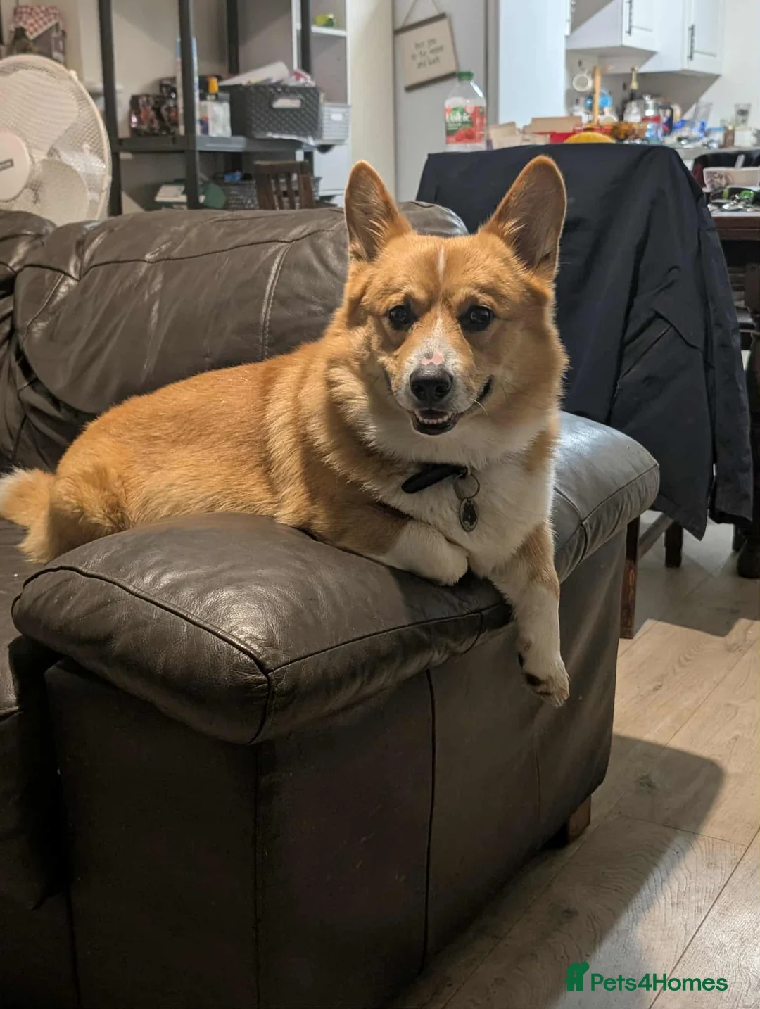 Welsh Corgi Pembroke dogs for stud: Welsh Pembrokeshire corgi in Martock - Advert 1