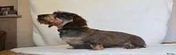 Miniature Dachshund dogs for stud: Wild boar Miniature wire hair stud dog  in Spalding - Advert 7
