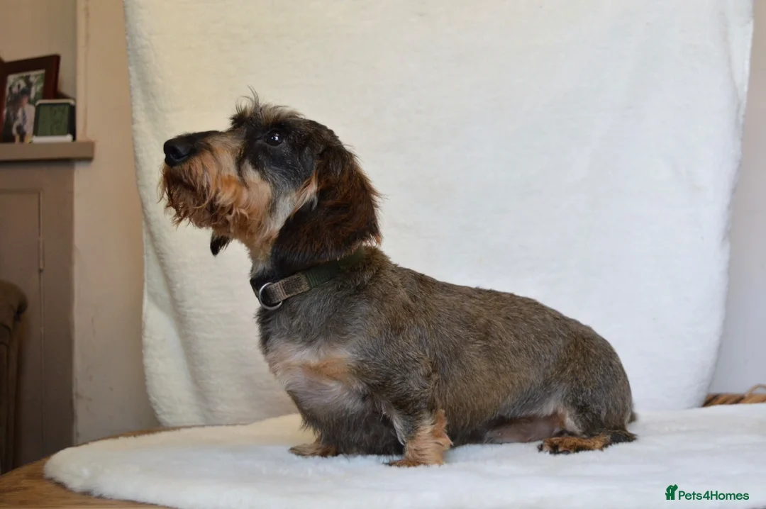 Miniature Dachshund dogs for stud: Wild boar Miniature wire hair stud dog  in Spalding - Advert 7