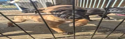Whippet dogs for sale: Mixed Whippets  - Advert 10