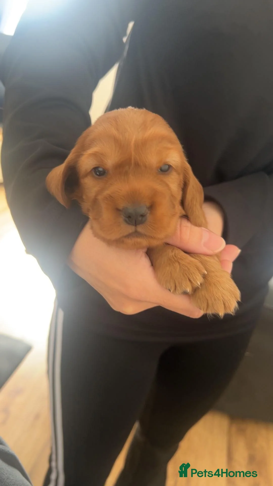 Cocker Spaniel dogs for sale: Show type cocker spaniels - Advert 2