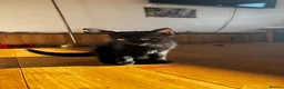 Mixed Breed cats for sale: Kittens for sale in Inverness - Advert 6
