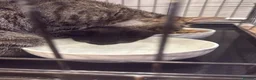 Mixed Breed cats for sale: 3 beautiful little kittens  - Advert 9
