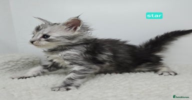 Maine Coon cats Maine Coon Kittens Silver Imported Shaded Lines - Advert 15