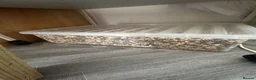 Ringnecks birds for sale: Indian Ringneck Breeding Pair + Complete Setup - Advert 4