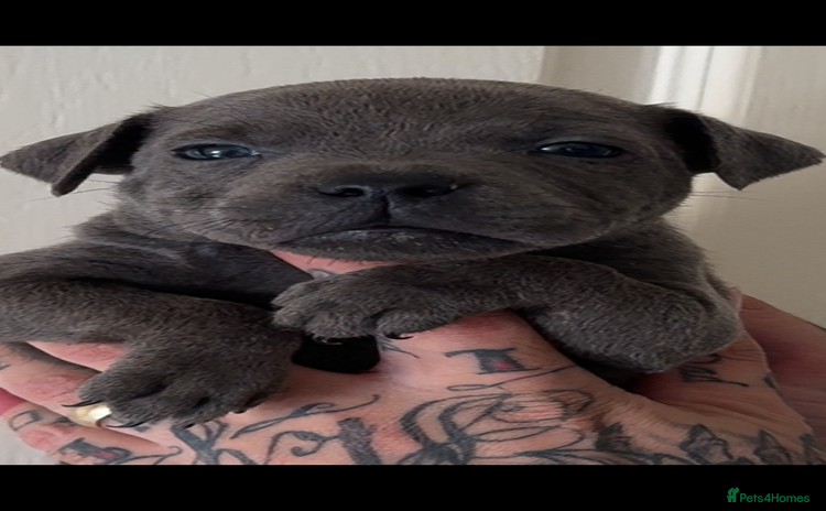 Staffordshire Bull Terrier dogs - Advert 2
