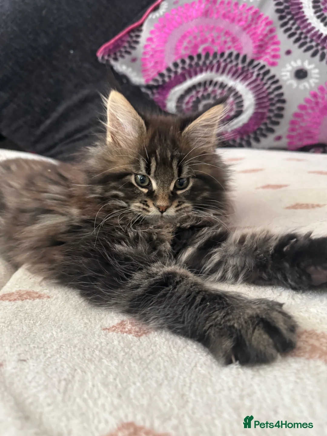 Maine Coon cats for sale: Beautiful Maine Coon kittens. - Advert 11