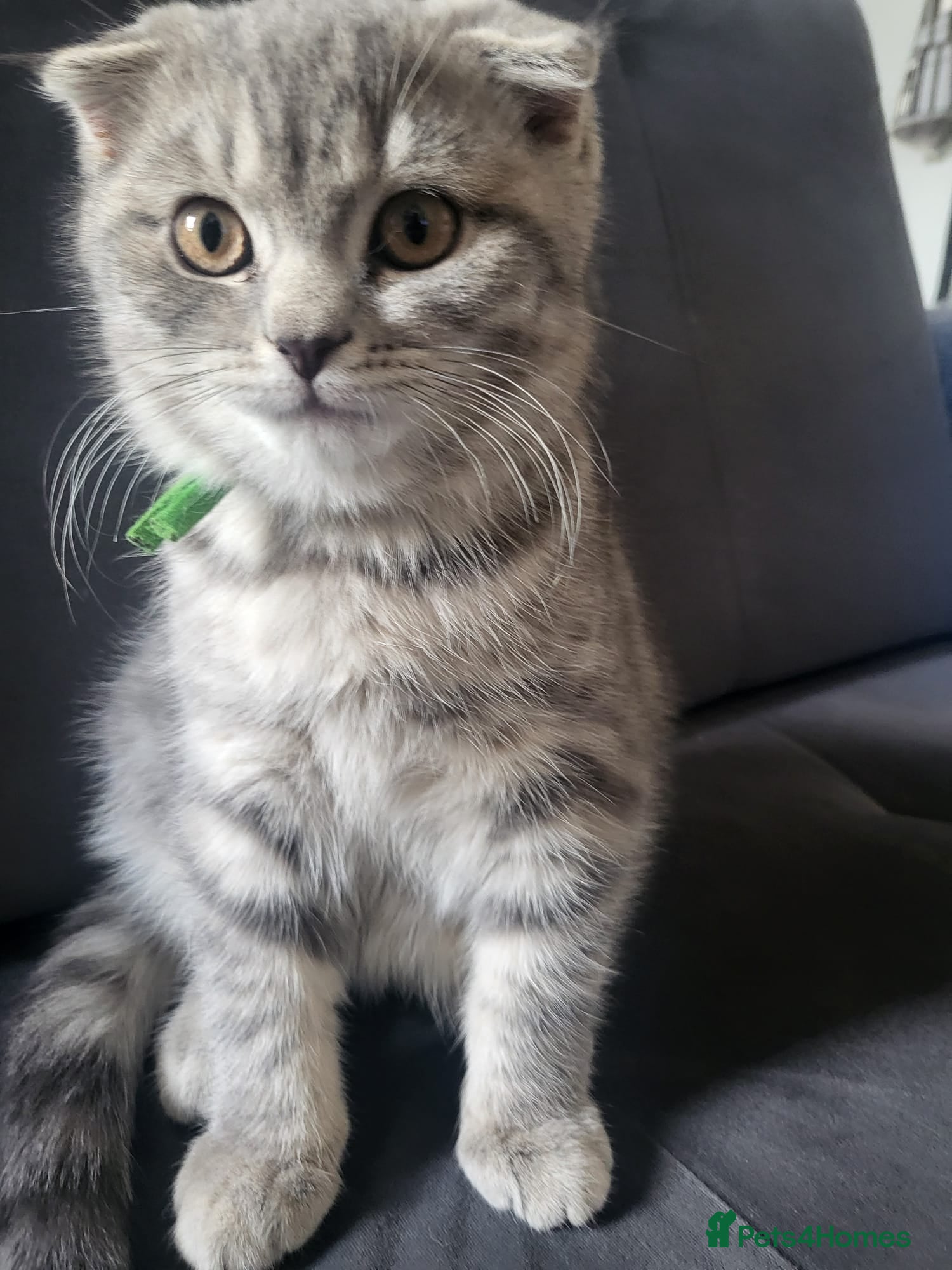 Scottish Fold cats 🥳PRICE REDUCED! 🥳CUTE PEDIGREE KITTENS!!!🤩  - Advert 2