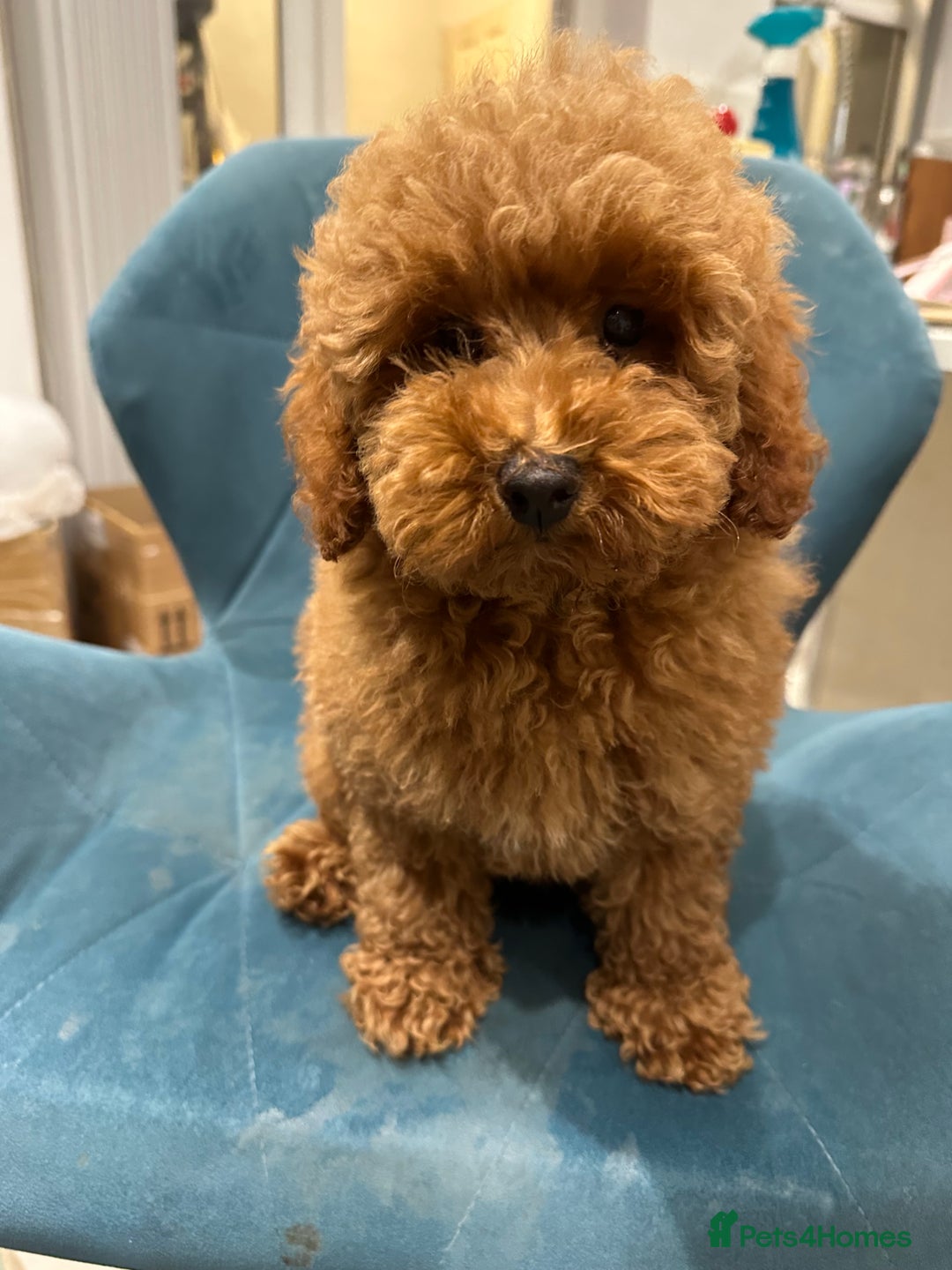 Miniature Poodle dogs for sale: lovely miniature poodle puppies - Image 14
