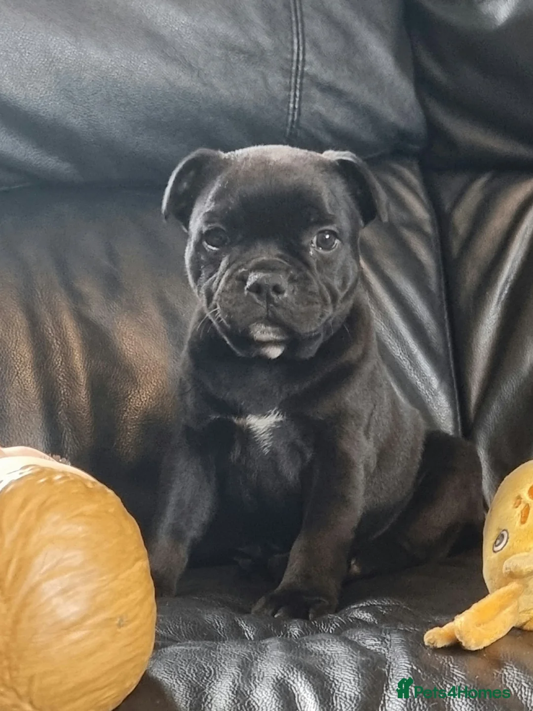 Staffordshire Bull Terrier dogs for stud: 📣THE 🔝 PRODUCING BLACK BLUE GENE CHAMPION IN UK  in Faversham - Advert 15