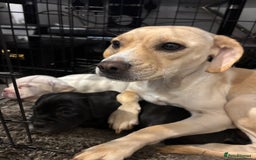 Mixed Breed dogs for sale: Adorable Puppies Looking for Their Forever Homes!  - Image 6