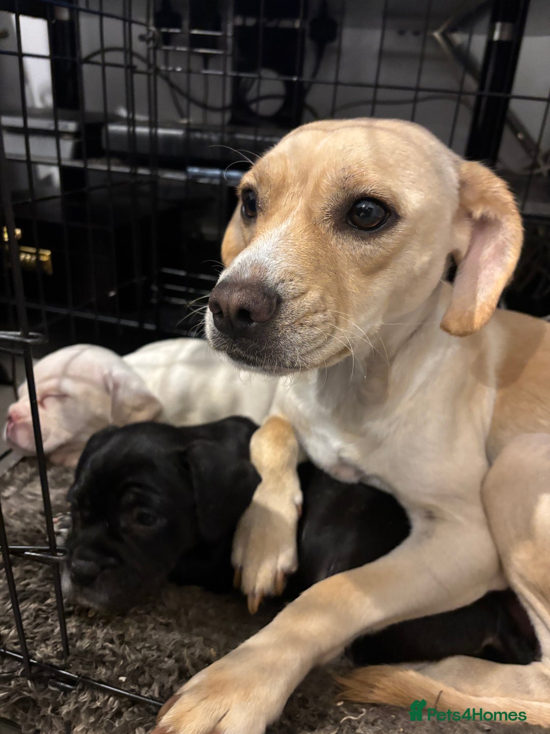 Mixed Breed dogs for sale: Adorable Puppies Looking for Their Forever Homes!  - Image 6