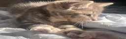 Mixed Breed cats for sale: For Sale Gorgeous Grey Tabby Male Kitten - Advert 6