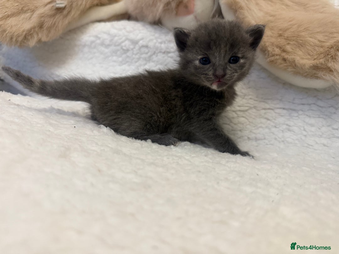 Mixed Breed cats for sale: Kittens  - Advert 7