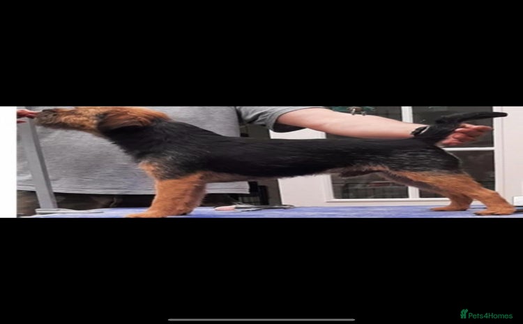 Border Terrier dogs in Newton Abbot - Advert 2
