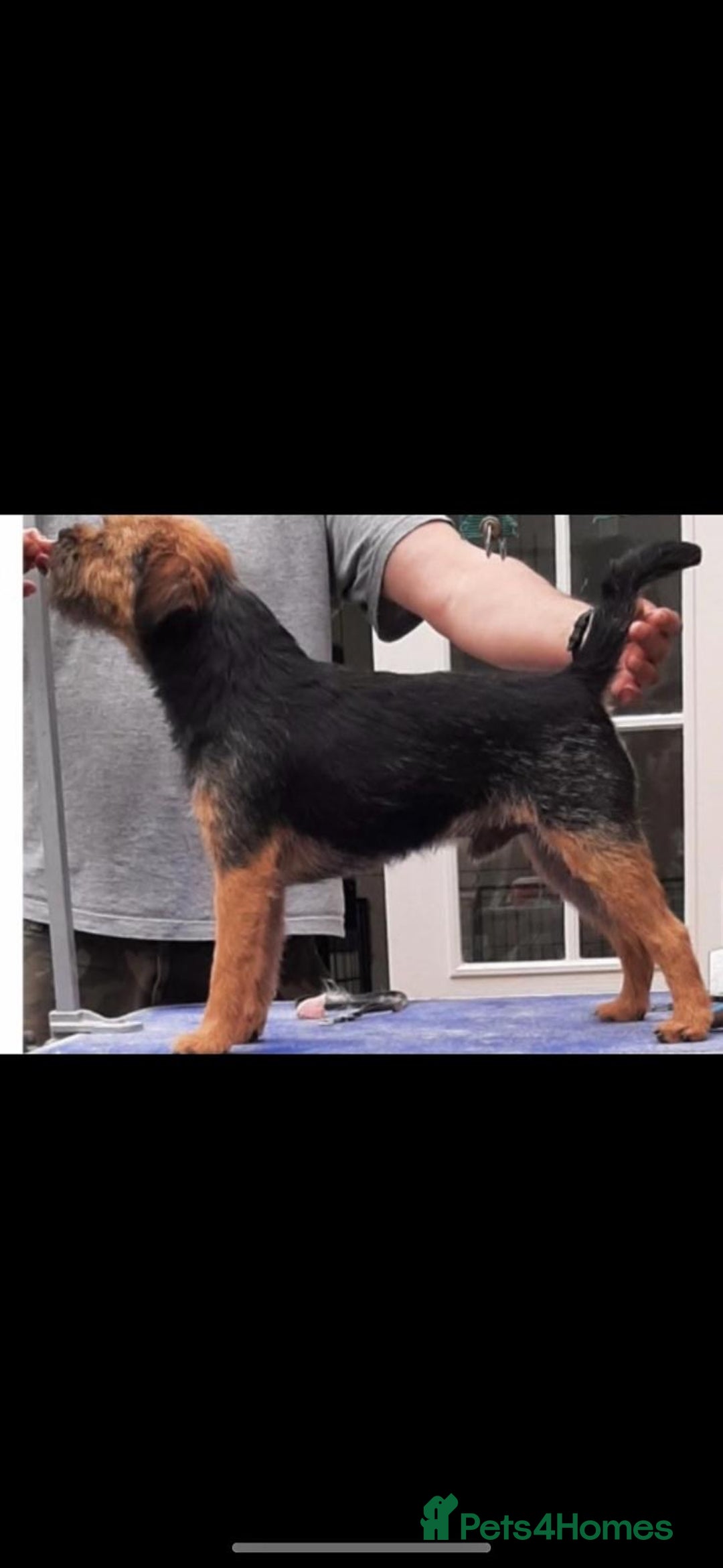 Border Terrier dogs for stud: Superb KC SLEM FREE Proven dog  in Newton Abbot - Image 1