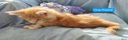 Maine Coon cats for sale: Pure maincoons ready 17/10/26 in Market Drayton - Advert 37