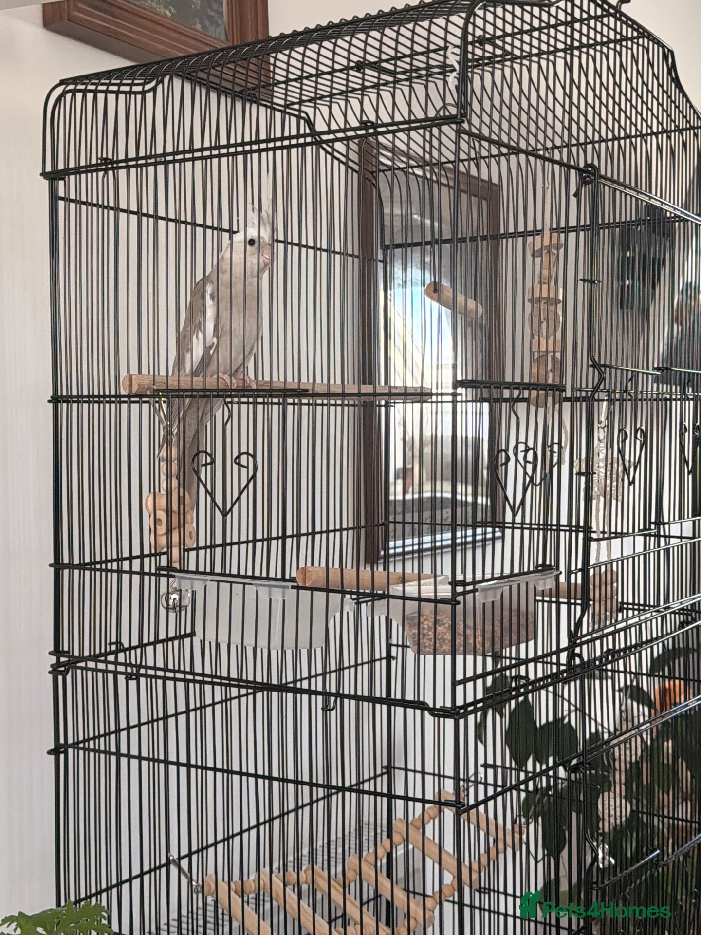 Cockatiels birds Beige cockatiel  - Advert 3