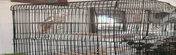 Cockatiels birds for sale: Beige cockatiel  - Advert 1