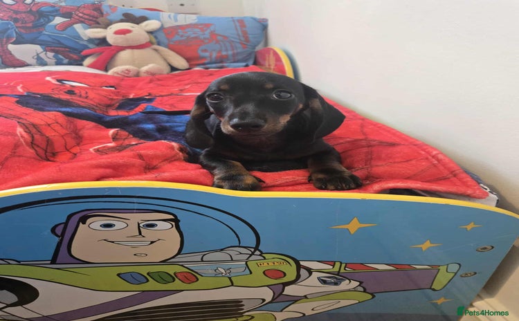 Dachshund dogs - Advert 3