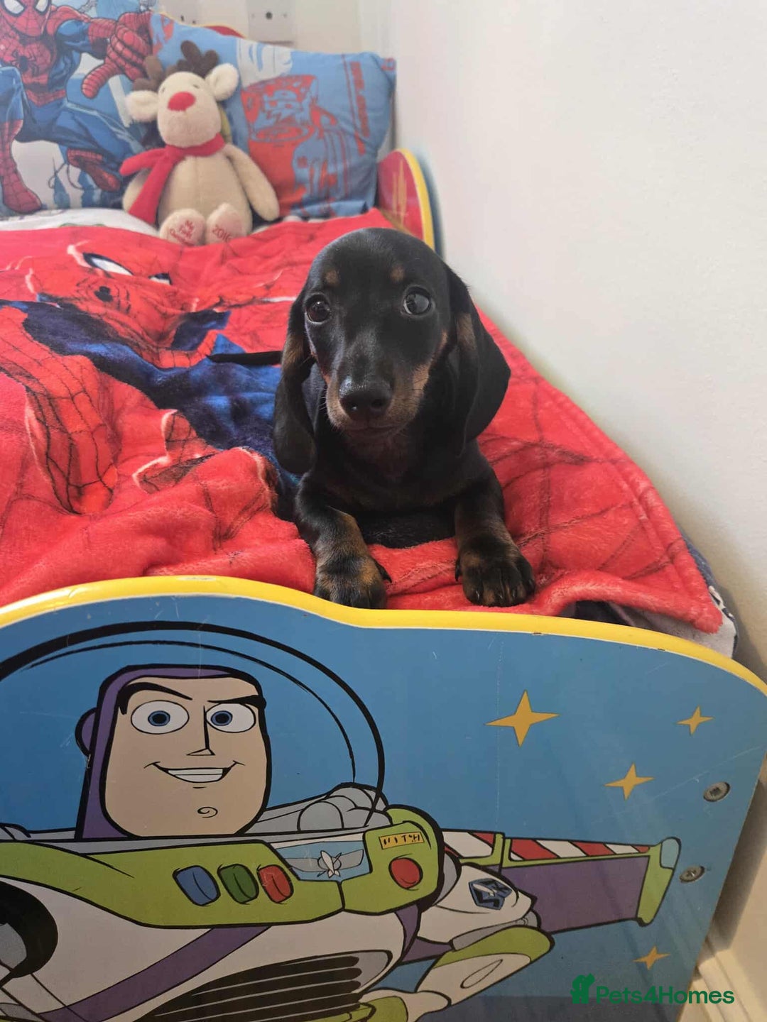 Dachshund dogs for sale: 1 male dachund pup left for sale  - Image 1