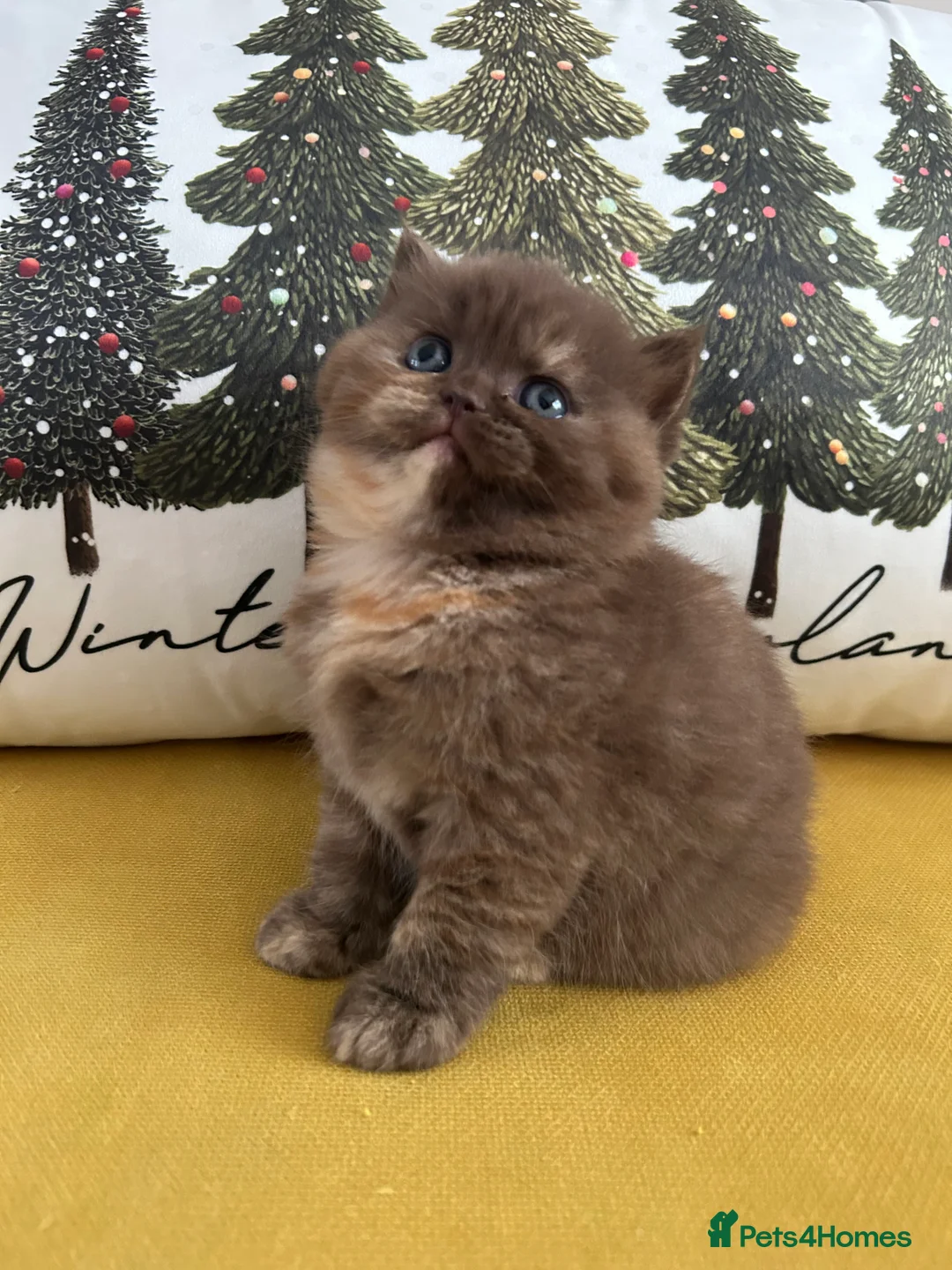 British Shorthair cats for sale: GCCF BRITISH SHORTHAIRS ALL RESERVED - Advert 10