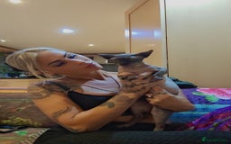 Sphynx cats for sale: Sphynx Bambino for sale with blue eyes  - Image 10