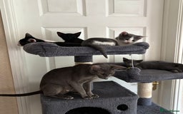 Oriental cats for sale: Ready now! Beautiful oriental mix kittens  - Image 16