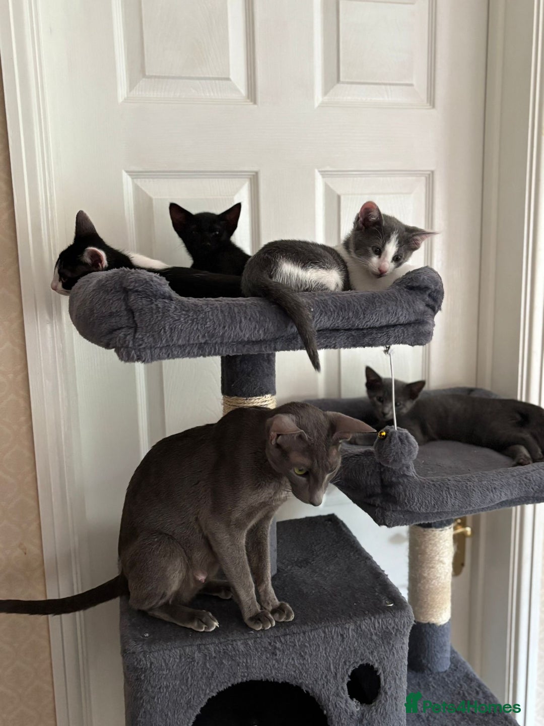 Oriental cats for sale: Ready now! Beautiful oriental mix kittens  - Image 16