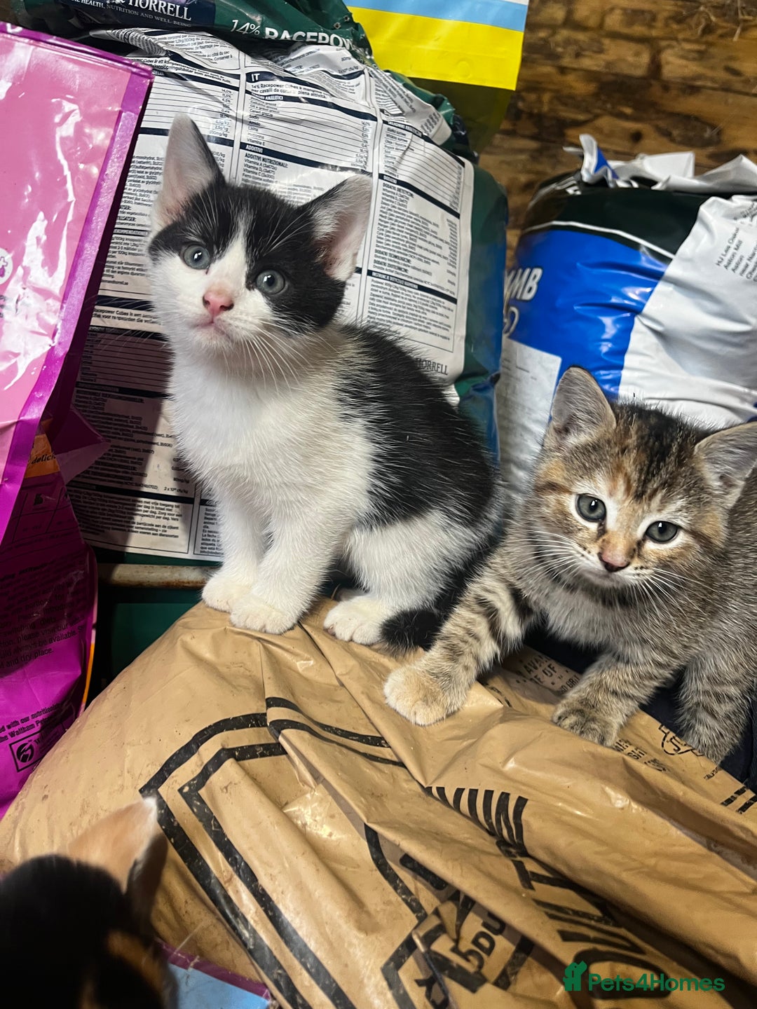 Mixed Breed cats for sale: Mixed coloured kittens looking for new homes!  - Image 8