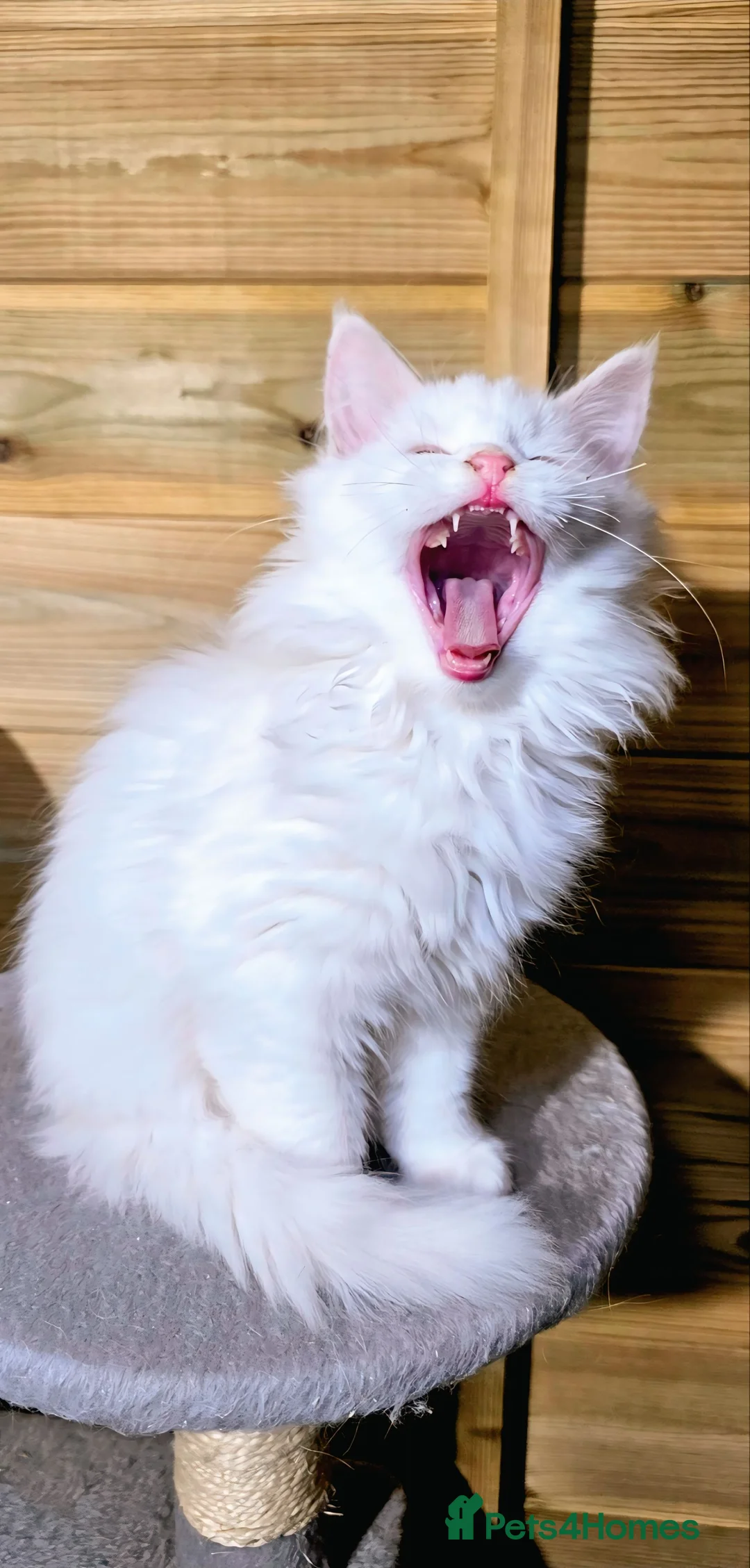 Maine Coon cats for sale: Maine coon  - Advert 3