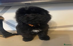 Cockapoo dogs for sale: Cockapoo F2 beautiful puppies ready to go  - Image 21