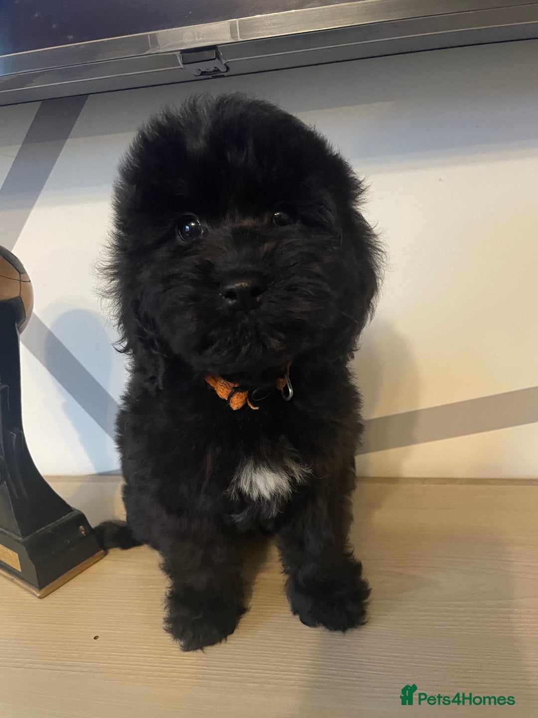 Cockapoo dogs for sale: Cockapoo F2 beautiful puppies ready to go  - Image 21