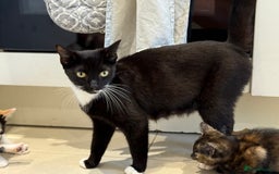 Mixed Breed cats for sale: 🐾 Adorable Kittens Looking for Loving Homes 🐾 - Image 5