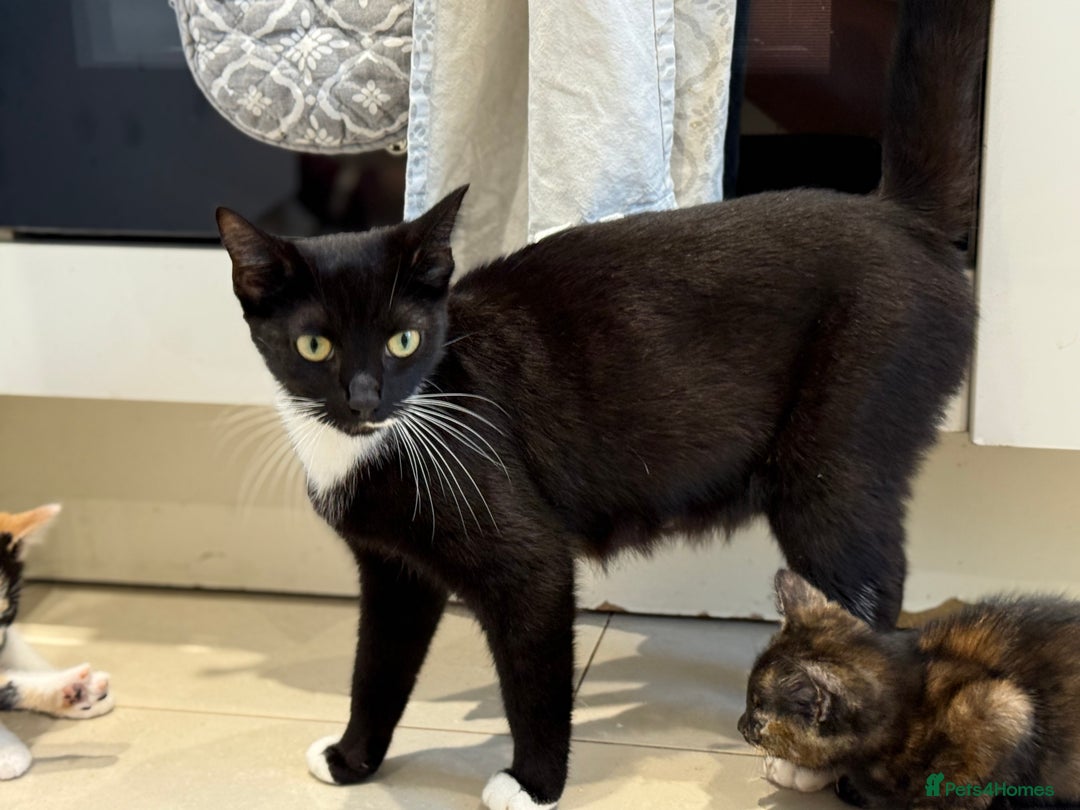 Mixed Breed cats for sale: 🐾 Adorable Kittens Looking for Loving Homes 🐾 - Image 5