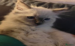 Ragdoll cats for sale: Ragdoll - Image 4