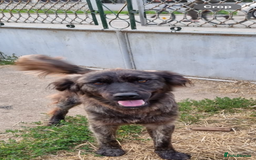 Mixed Breed dogs for adoption: 🆘‼️AT RISK OF BEING EUTHANISED! - Image 10
