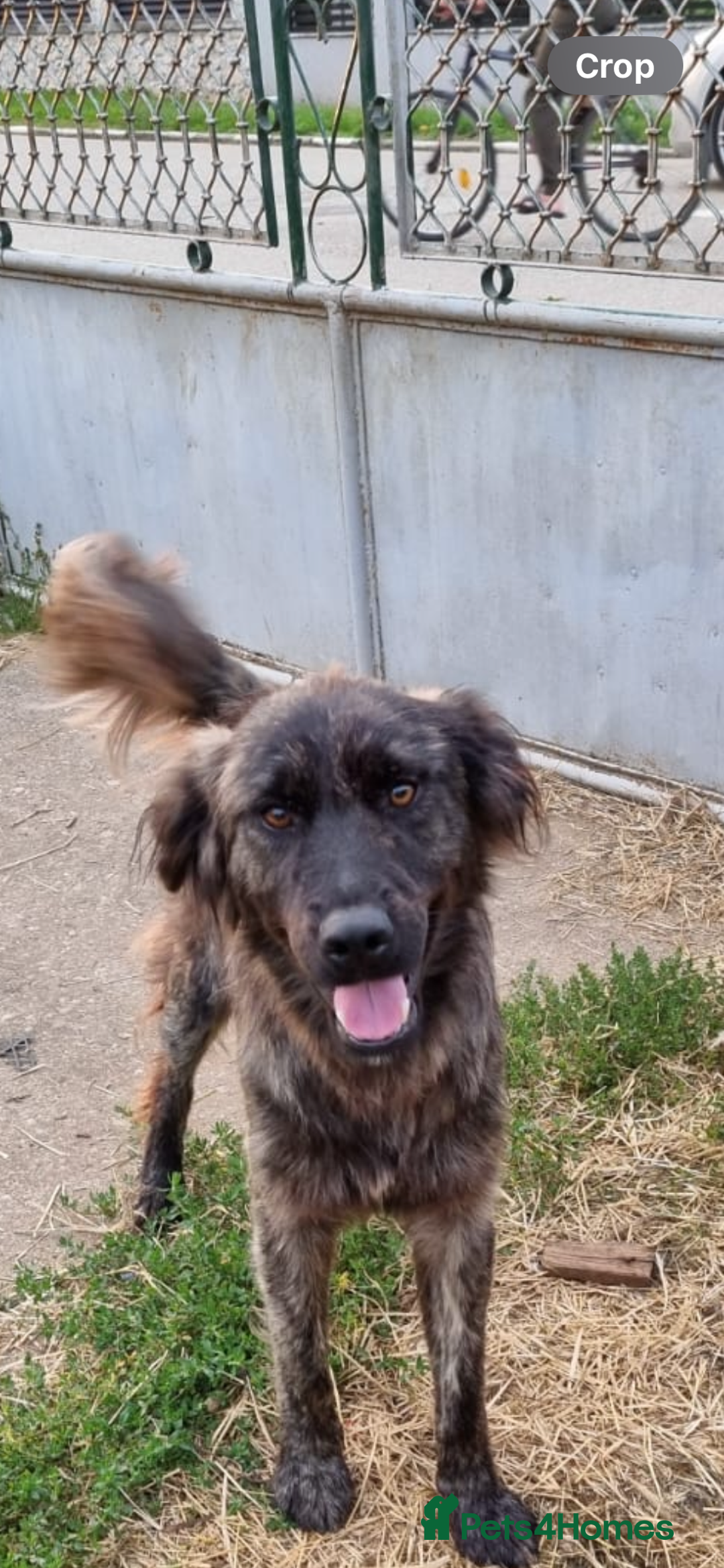 Mixed Breed dogs for adoption: 🆘‼️AT RISK OF BEING EUTHANISED! - Image 10